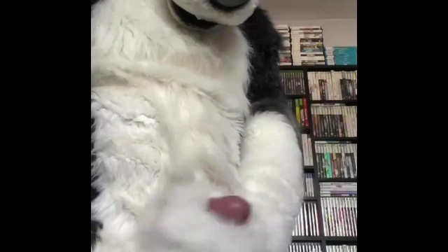 Eclipse Husky Jerk Off and Cumshotgay